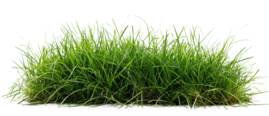 Lush Green Grass on Transparent Background