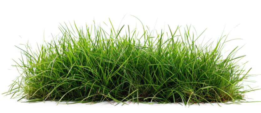 Lush Green Grass on Transparent Background