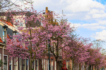 Street in the Dutch city of Delft in spring, Netherlands, Delft, 25.3.2024