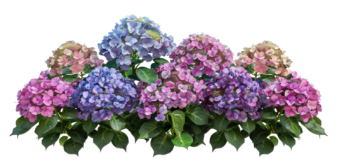 Colourful Hydrangea Flowers Bush on Transparent Background