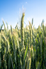 Green fresh barley in summer