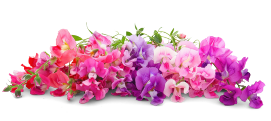 Colourful sweet pea flower bush on transparent background