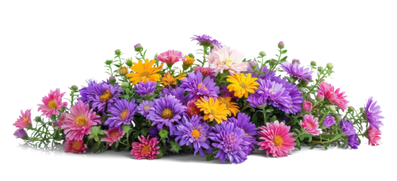 Colourful Flowers Bush - Asters on Transparent Background