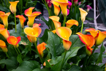 Close up of award winning yellow Zantedeschia flowers on display at a flower show