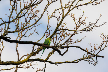 A band-tailed parakeet as a neozoon on the bare branches of a tree in the Dutch city of Delft