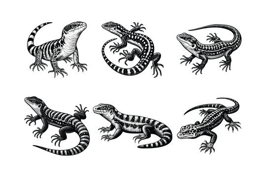 set of lizards illustration. hand drawn black and white lizard line art illustration. isolated white background
