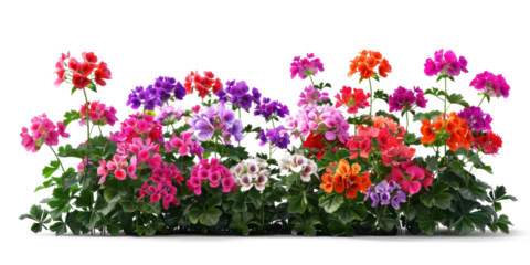 Colourful Flowers Bush with Geraniums on Transparent Background