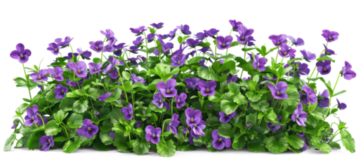 Flowers bush with vibrant purple violets on transparent background
