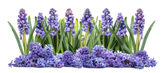 Flowers bush purple and blue hyacinths on a transparent background