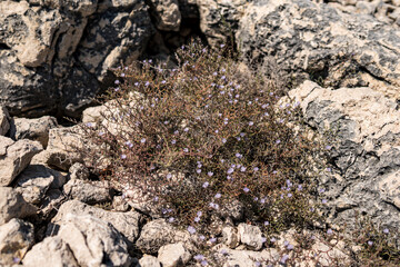 Small plants growing on limestone rocks during summer season in Croatia