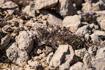 Small plants growing on limestone rocks during summer season in Croatia