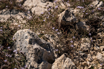 Small plants growing on limestone rocks during summer season in Croatia