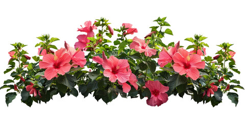 Hibiscus flowers bush on transparent background