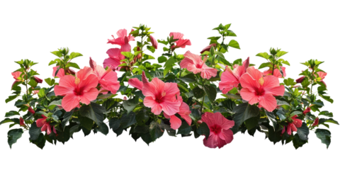 Hibiscus flowers bush on transparent background