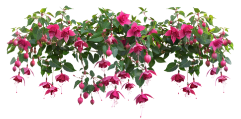 Fuchsia flowers bush on transparent background