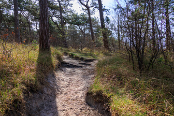 Dune landscape in the Dutch town of Bergen and Zee on a sunny day with a blue sky