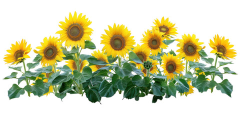 Flowers bush of vibrant sunflowers on a transparent background