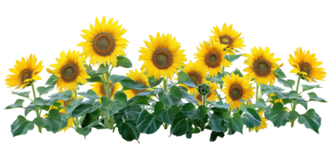 Flowers bush of vibrant sunflowers on a transparent background