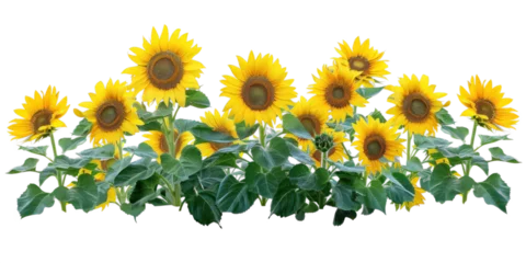 Gardinen Flowers bush of vibrant sunflowers on a transparent background © Аrtranq