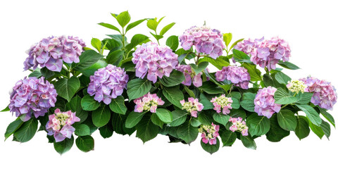 Flowering Hydrangea Bush on Transparent Background