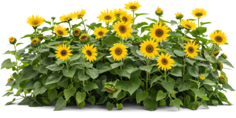 Sunflower Bush with Vibrant Blooms and Green Leaves