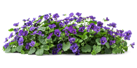 Purple flowers bush on transparent background