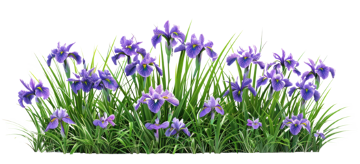 Purple Iris Flowers Bush Isolated on Transparent Background