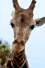 Giraffe Close up