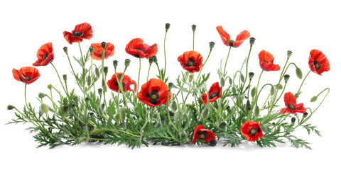 Red Poppies Flowers Bush on Transparent Background © Аrtranq