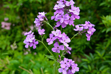 Closeup on purple gilliflower Hesperis matronalis.