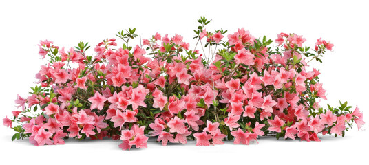 Pink Azalea Flowers Bush in Full Bloom