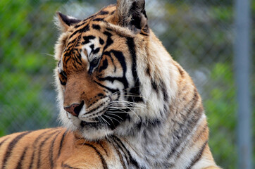 Portrait of a Tiger