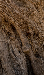 close-up of bark of an old olive tree