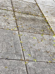 Obraz premium A suburban sidewalk