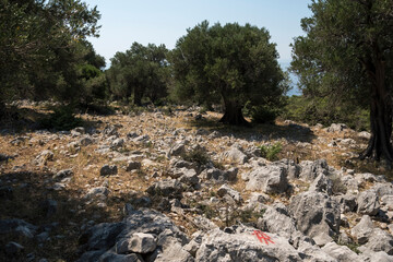 Natural landscape with old olive trees