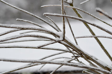 Ice on Burning Bush Branches