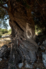 close-up of bark of an old olive tree