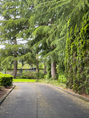 road in the park