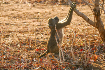Affe