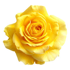 Yellow rose isolated on white background