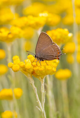 Satyrium abdominalis butterfly on Helichrysum arenarium flower.