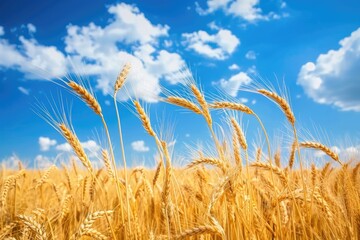 Obraz premium Growing Wheat. Agricultural background of Golden Wheat Field under a Cloudy Sky
