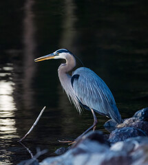 This Great Blue Heron is favoring us with its best side.