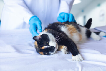 A doctor examines a cat lying on a table .