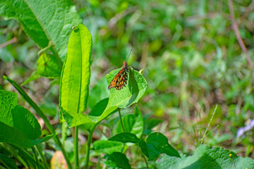 butterfly on a leaf