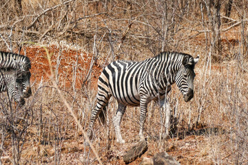 Zebra
