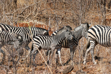 Zebra