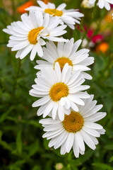 Big white daisy, scientific name; Leucanthemum maximum