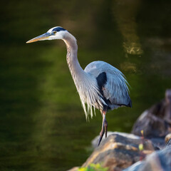 This Great Blue Heron has just landed and is walking along the bank, no doubt looking for something to eat.
