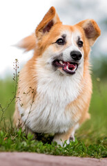 corgi dog runs through the grass